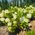 ⭐️Little Lime Hydrangea 3Gal 2 thumbnail