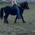 Gentle Miniature Pony 11 thumbnail