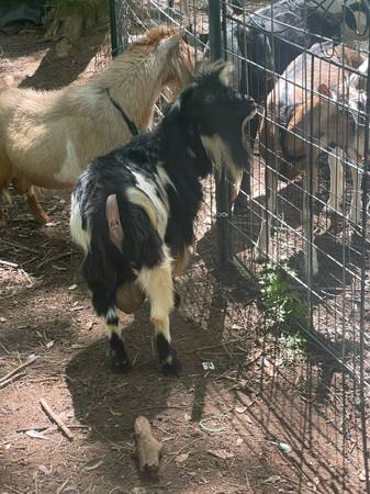 Nigerian dwarf buck - $150 (Anniston)63438159152129120