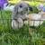Bunnies Available 7 thumbnail