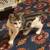 Kitten Needs a Home, Kittens 1 thumbnail