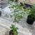 Crepe myrtle tree 3 thumbnail