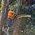 New landscape Removal job design light to med size tree and bush $499 1 thumbnail