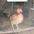 Gallos roosters 1 thumbnail
