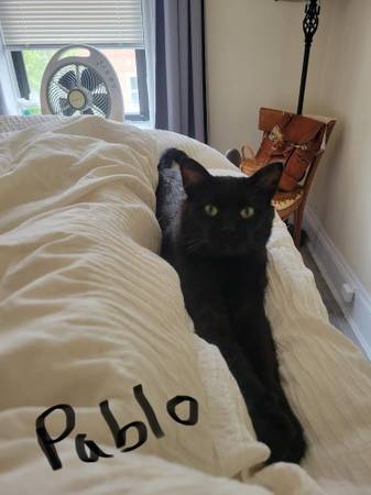 Cats for Rehoming Varied Ages. Small Adoption Fee.63873144626051122