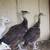 Peacocks/chick's 13 thumbnail