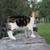 Friendly kittens 2 thumbnail