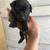 Chihuahua Pups 4 thumbnail