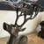STUNNING ANTIQUE DEER CANDELABRA CANDLE HOLDER 6 thumbnail