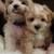 puppies 7 thumbnail