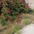 ROS LANDSCAPE MAINTENANCE AND CLEANING SERVICES. FREE ESTIMATES CALL TEXT OR EMA 8 thumbnail