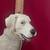 Yellow Labrador by Conversation Concepts DFL24B "Dog Figurine Large". 7 thumbnail