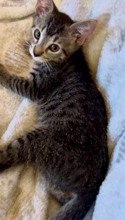 Spotted Egyptian Mau kitten (Carmichael)63881394906115120