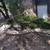 Yard clean up 10 thumbnail