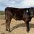Calves 1 thumbnail