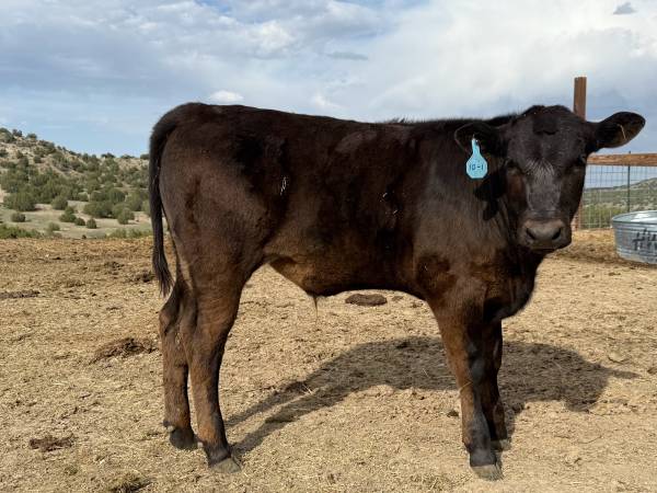Calves 1