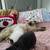 Dollface kittens  (persian)❤️ 4 thumbnail
