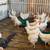 Chickens 1 thumbnail