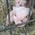 Potbelly piglets 3 thumbnail