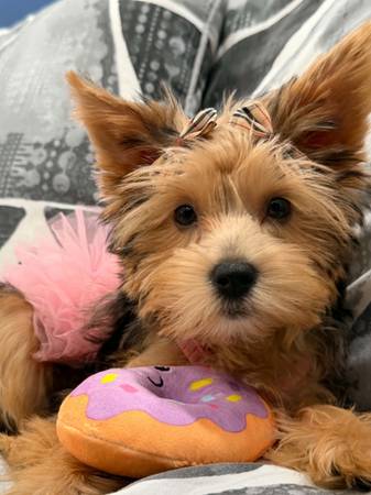 Shorkie (Chicago)