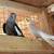 Handfed Cockatiel 7 thumbnail