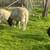 Rams 4 thumbnail