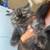 persian kitten 2 thumbnail