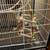 Sugar gliders 7 thumbnail