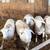 White Dorper Ram Lambs 5 thumbnail