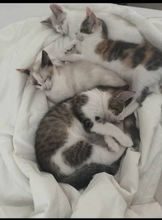 Rehoming cats (San Leandro)63935759722627120