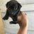 Chihuahua Pups 2 thumbnail