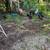 Chickens 1 thumbnail