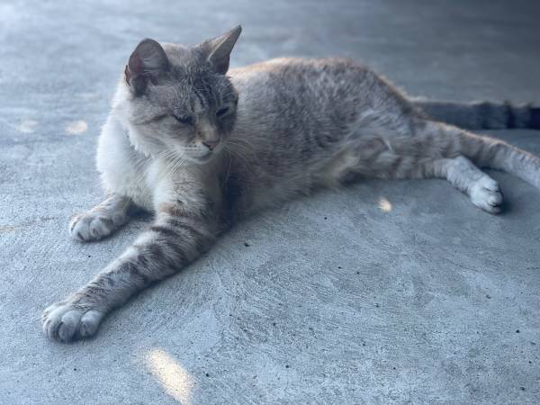 Gato mayor (hayward / castro valley)63861462845697121