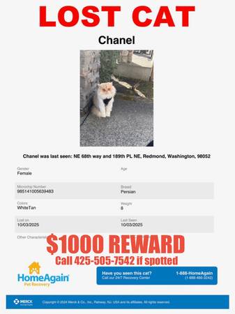 Help us reunite with our lost cat63995733687171120