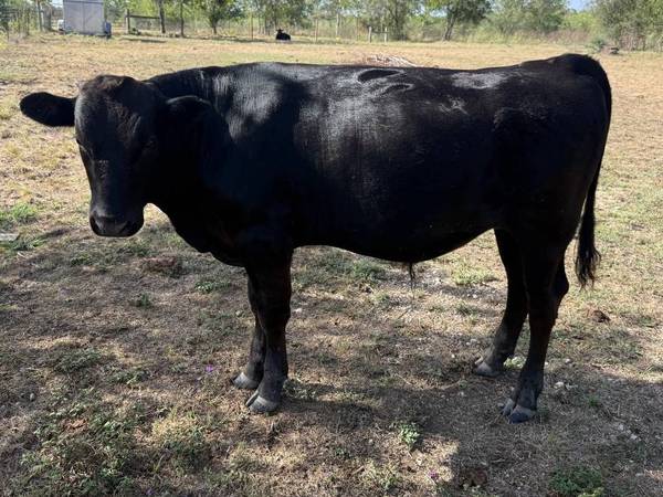 Wagyu bull, registered - farm & garden - by owner - sale - craigslist