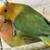 Proven Pair peached-faced Lovebird 5 thumbnail