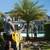 Palm Trees 8 thumbnail