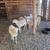 Hair sheep for sale-Heavener area 1 thumbnail