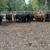 Bred cows 21 thumbnail