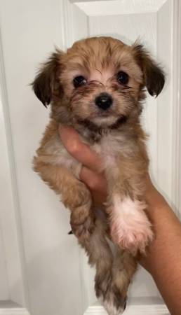 Adorable Maltipoo (alameda)63909865606658121