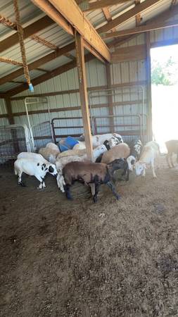 Lambs 1