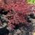 Plants-Japanese Maple Red- Diffrent sizes. 4 thumbnail