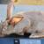 Tamuk Rabbits--10 Weeks Old 3 thumbnail