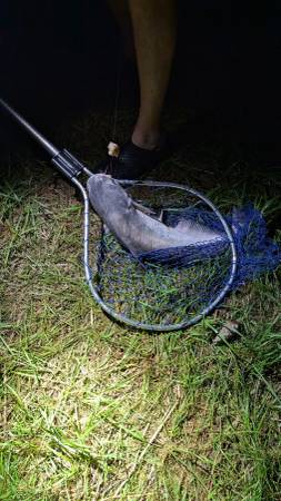 $200 / 2br - Fishing On The Albemarle Sound (SKINNERSVILLE)64183249159810121