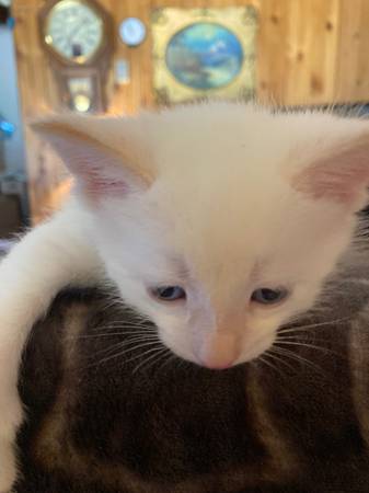 Flame Point Siamese to Rehome (Waterville)63761992479107122