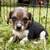 Beagle Puppy / Puppies 5 thumbnail