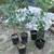 Landscape Plants+Trees, Olive trees, PurpleVerbena, Yuccas, Privets 6 thumbnail