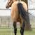 Stud Service: AQHA Buckskin stallion Frenchmans Guy and Corona Cartel 5 thumbnail