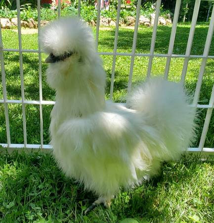Adult Silkie Hens & Silkie Roosters - $10 (Clinton)62947920236675123