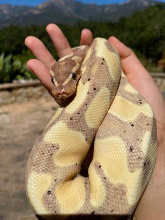 Rehoming ball python with enclosure (ventura)63686109217027121